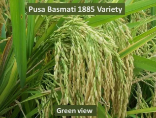 Dhan Paddy Seeds Germination Seed (100g)