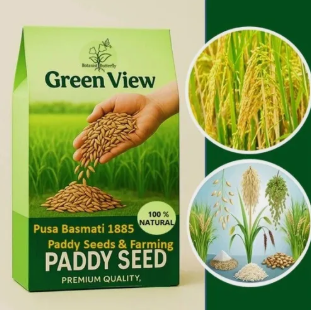 Dhan Paddy Seeds Germination Seed (100g)